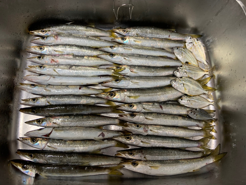 カマスの釣果