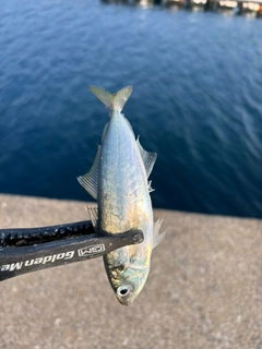 マルアジの釣果