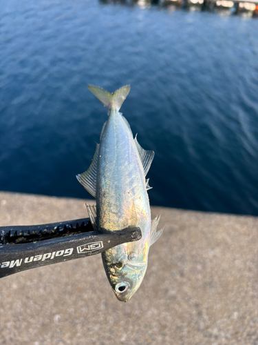 マルアジの釣果