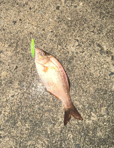 ウミタナゴの釣果