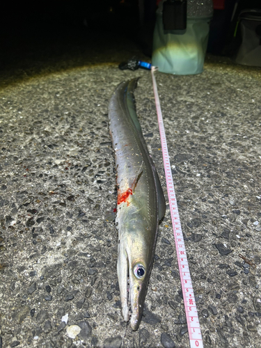 ハモの釣果