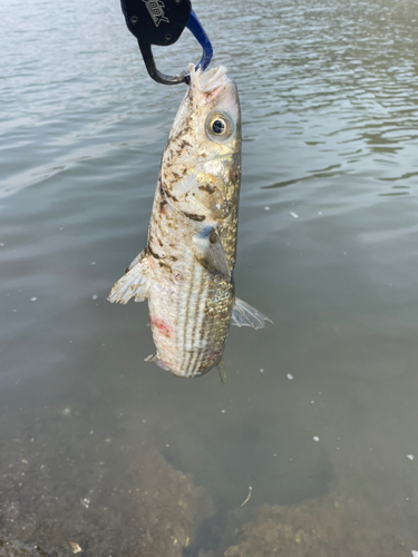 ボラの釣果