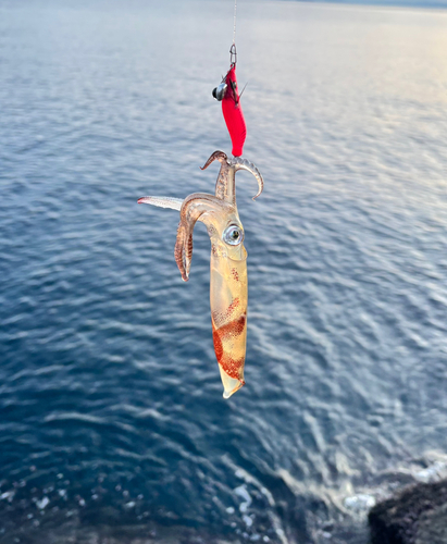 マメイカの釣果