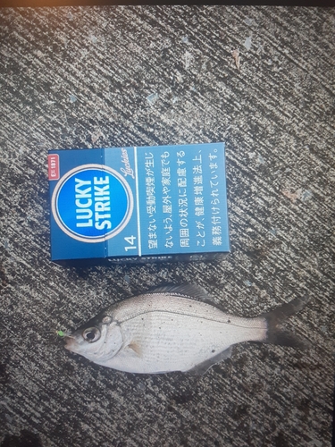 ウミタナゴの釣果