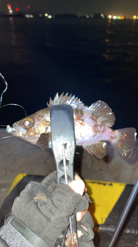 メバルの釣果