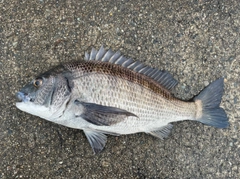 クロダイの釣果