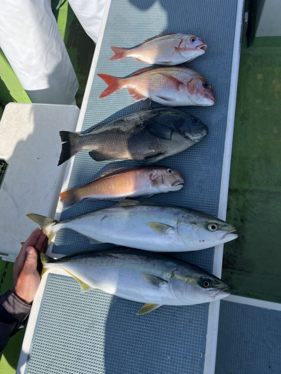 ちがさき丸 釣果さんの釣果 3枚目の画像