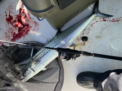 サワラの釣果