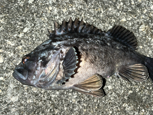 クロソイの釣果