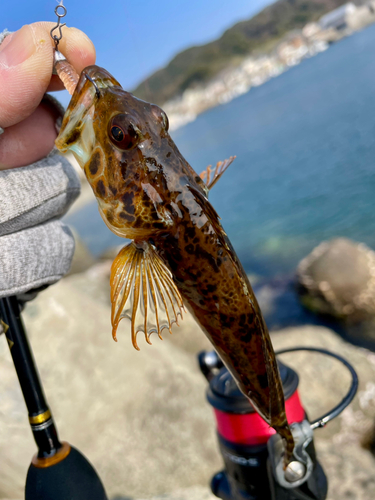 アナハゼの釣果