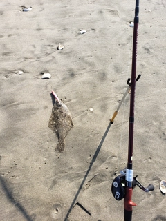 ソゲの釣果