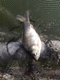 ヘラブナの釣果