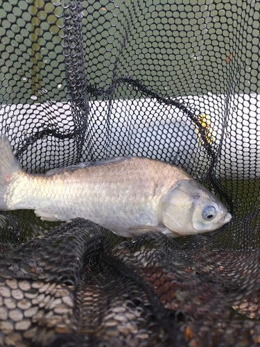 ヘラブナの釣果