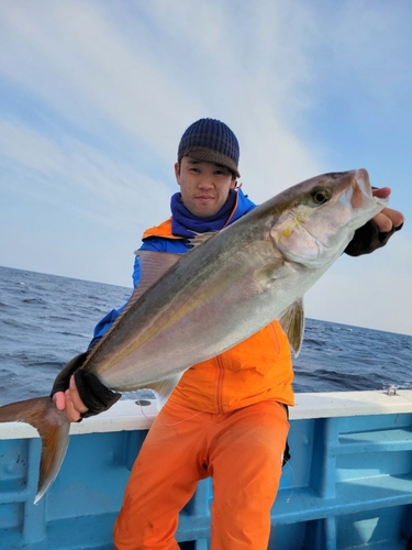 カンパチの釣果