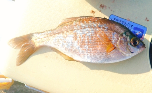 ウミタナゴの釣果