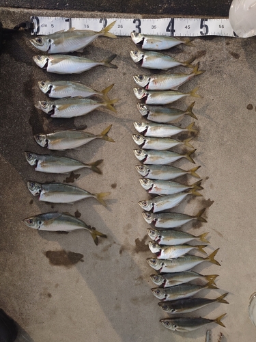 マアジの釣果