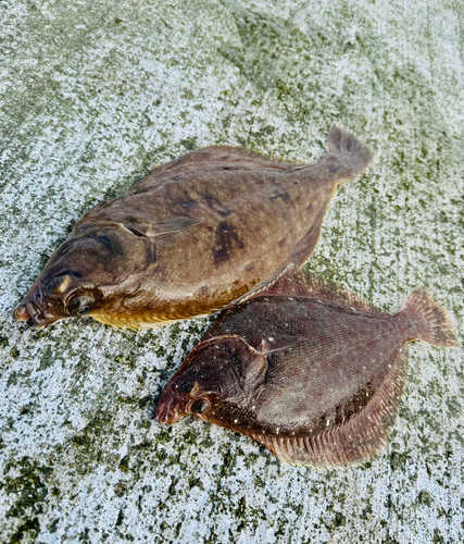 カレイの釣果