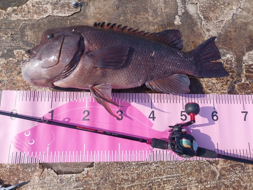 コブダイの釣果