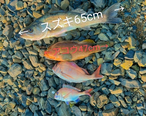 スズキの釣果