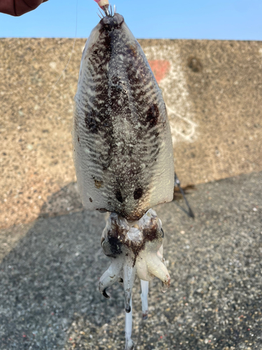 マツバイカの釣果