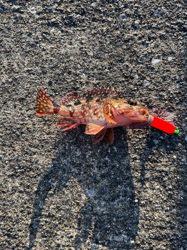 カサゴの釣果