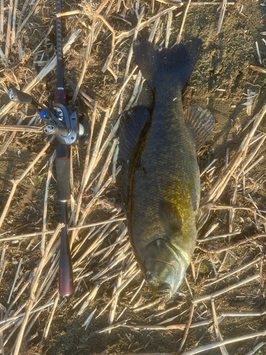 スモールマウスバスの釣果