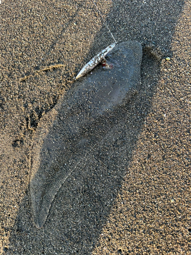 シタビラメの釣果