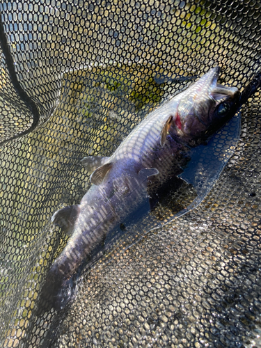 ニジマスの釣果