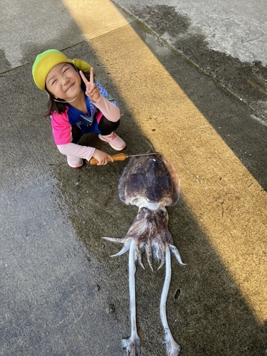 コブシメの釣果