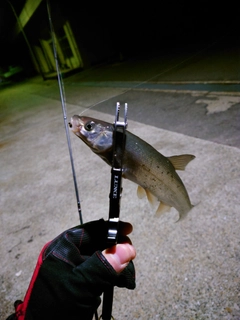 ウグイの釣果