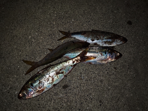 コノシロの釣果