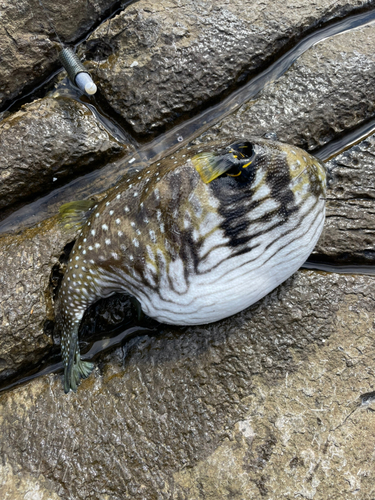 サザナミフグの釣果