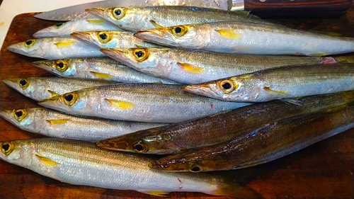 カマスの釣果