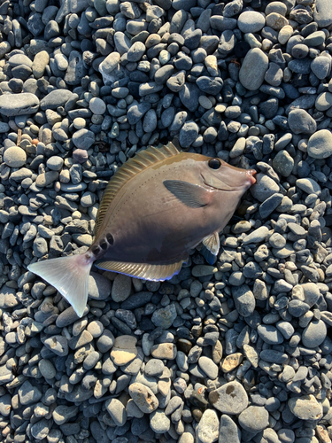 ニザダイの釣果