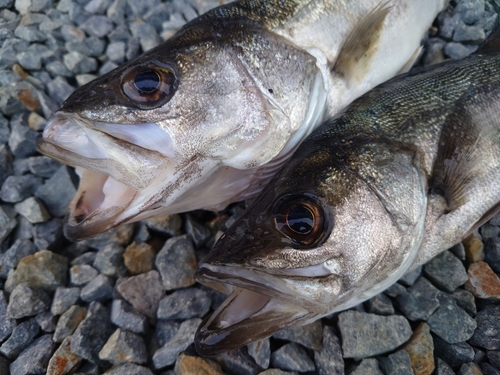 スズキの釣果