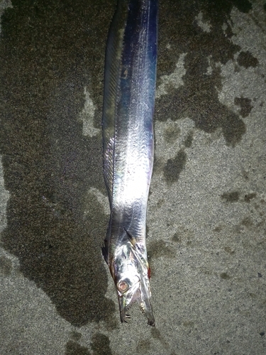 タチウオの釣果