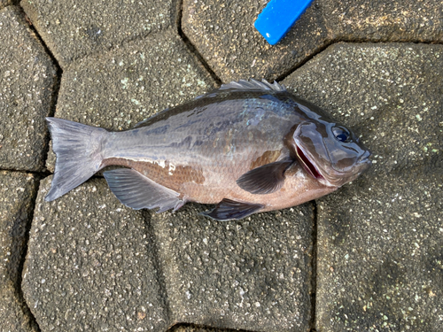 メジナの釣果