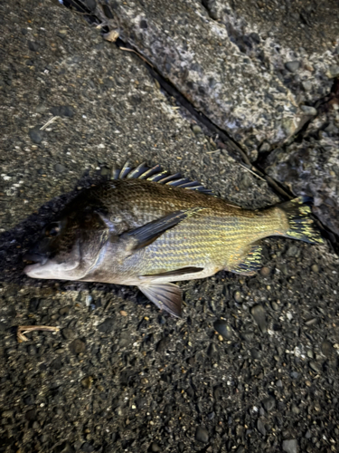 大井ふ頭中央海浜公園