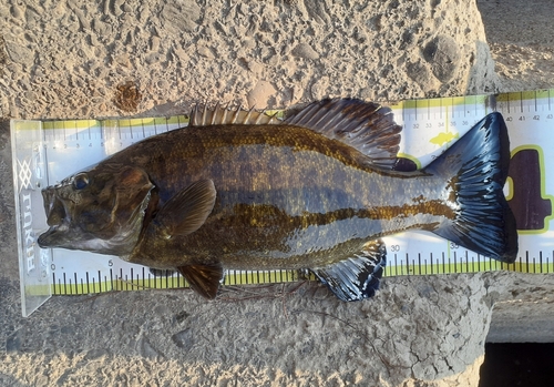 スモールマウスバスの釣果