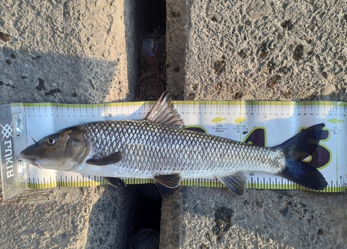 ニゴイの釣果