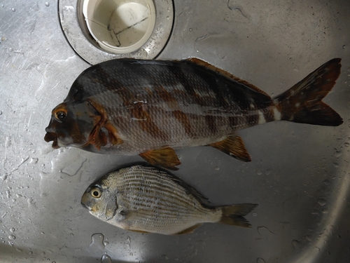 タカノハダイの釣果