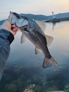 ヒラスズキの釣果