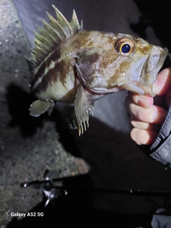 シマソイの釣果