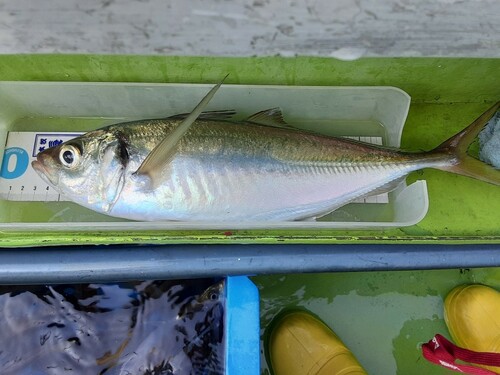 アジの釣果