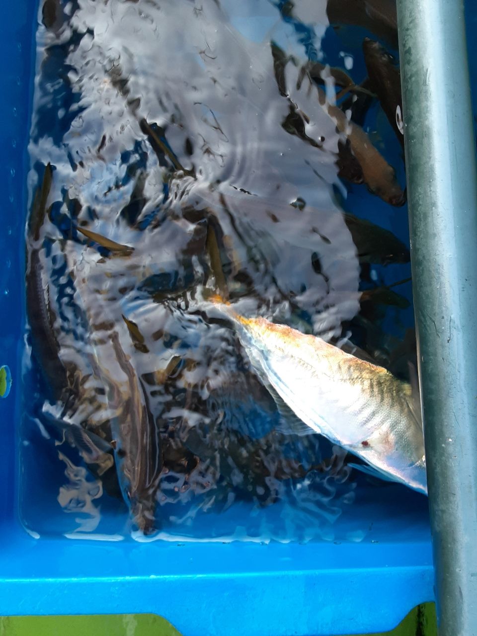 アングラ～たつさんの釣果 3枚目の画像