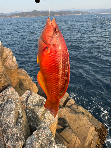 ベラの釣果