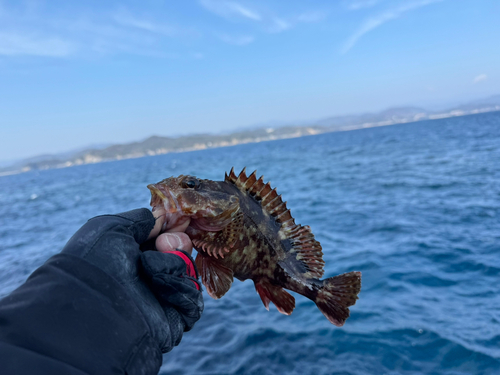 カサゴの釣果