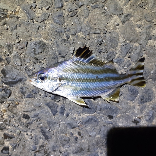 コトヒキの釣果