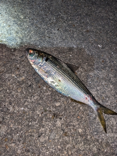 コノシロの釣果