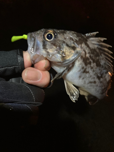 クロソイの釣果